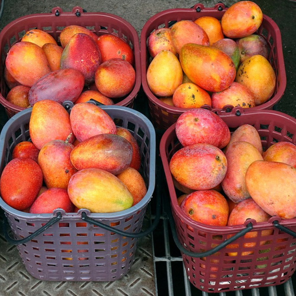 3 Mango Seeds - Fresh Viable Seeds, Ideal for Backyard Orchards & Fruit Growing