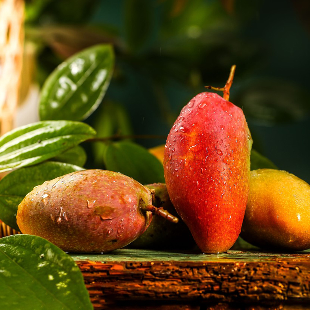 5 Mango Seeds - Top-Grade for Gardeners, Easy to Plant & Cultivate