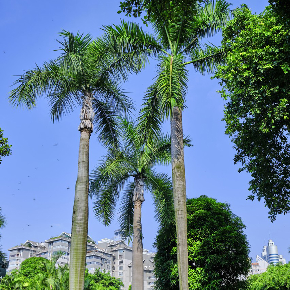 30 Palm Seeds - Premium Quality for Landscaping, High Germination & Easy Cultivation in Gardens or Patios