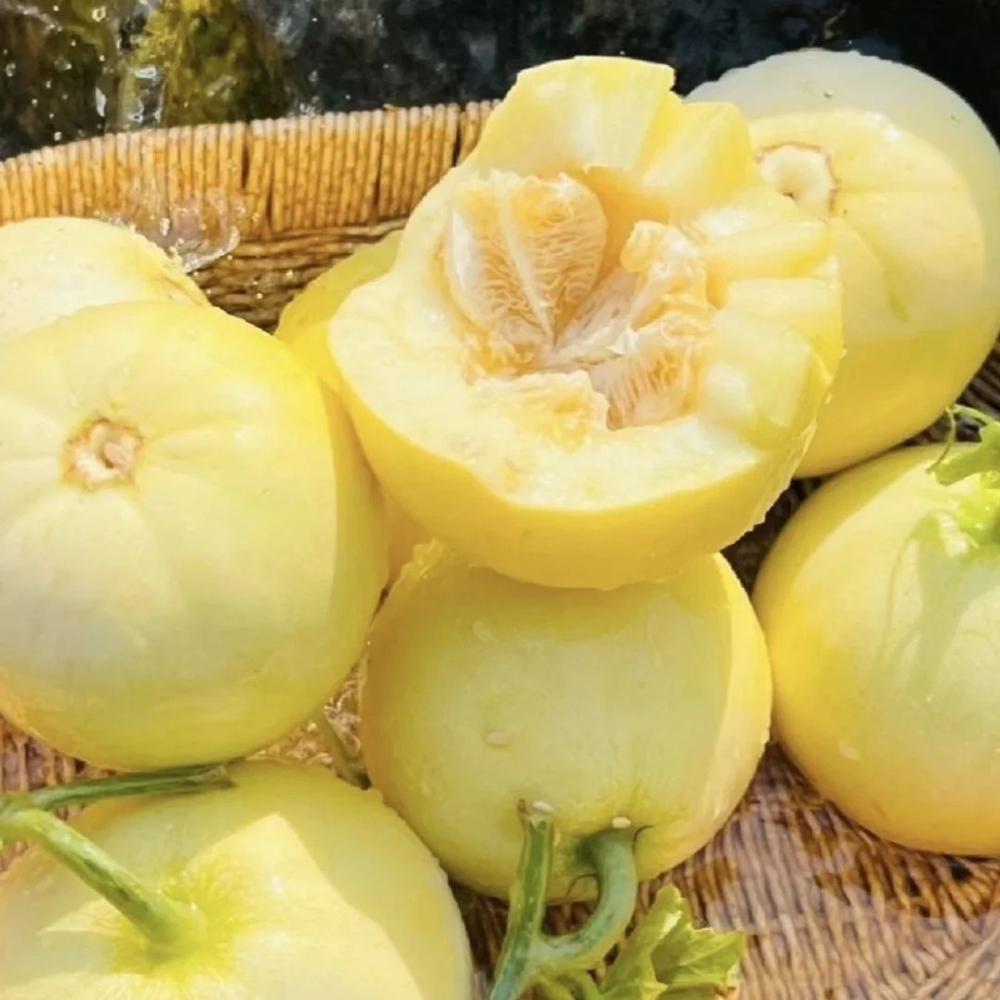 250 Melon Seeds - Reliable Germination, Great for Home Gardens & Enthusiasts