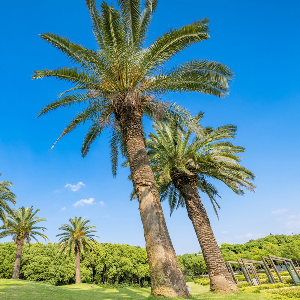 30 Palm Seeds - Premium Quality for Landscaping, High Germination & Easy Cultivation in Gardens or Patios