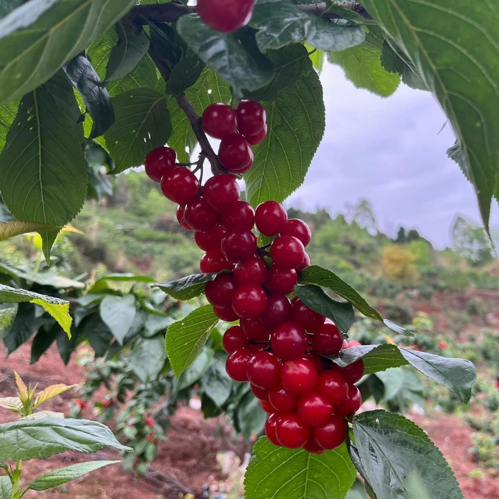 150 Cherry Seeds - Top-Grade for Orchard Planning, Consistent Germination