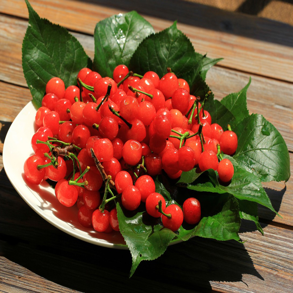 30 Cherry Seeds - Top-Grade for Gardeners, Easy to Plant & Cultivate