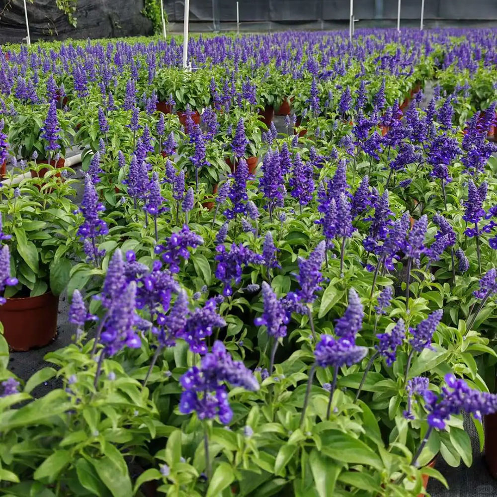 300 Sage Seeds - Fresh Viable Herb Seeds, Ideal for Home Gardening & Culinary Use