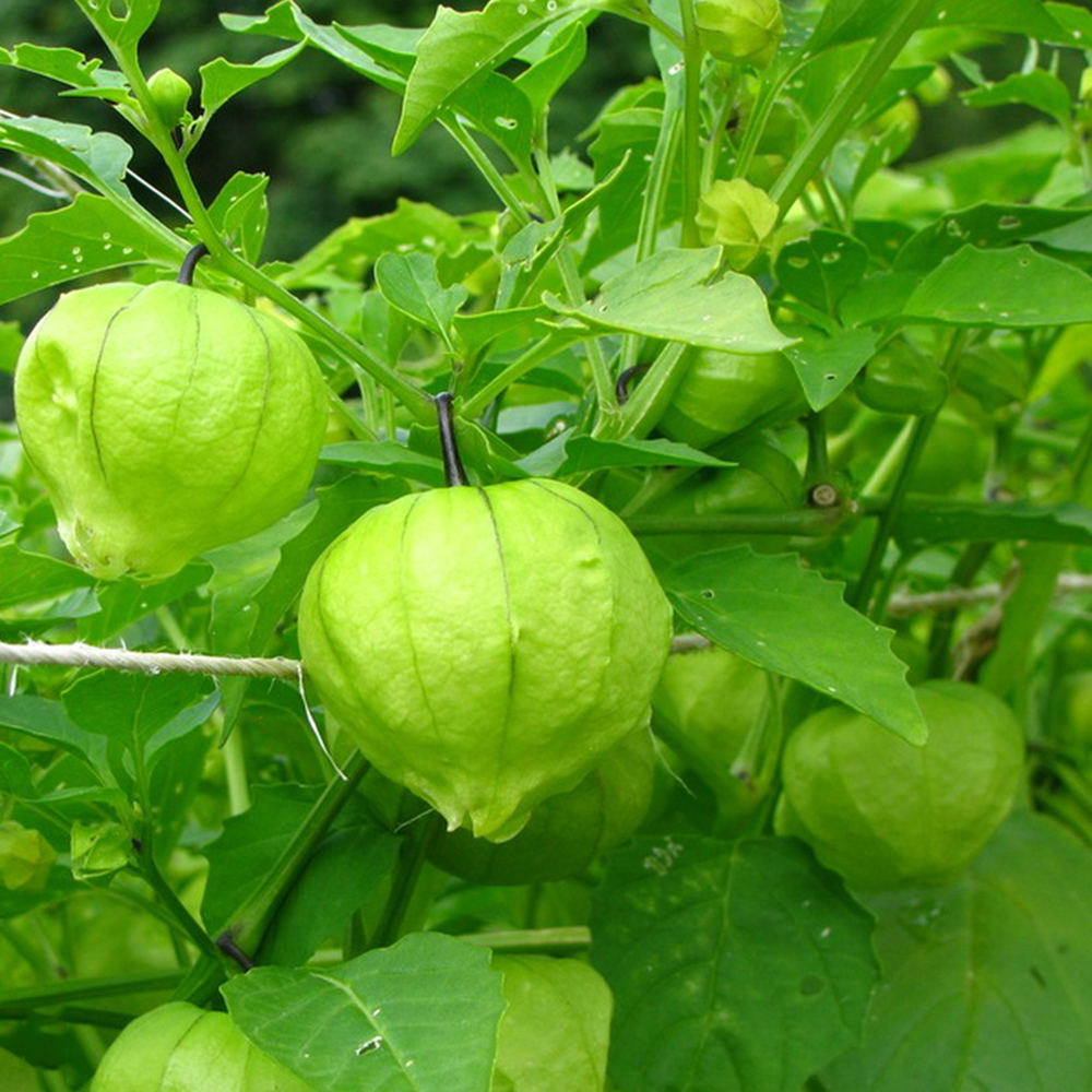 Dwarf Groundcherry Seeds for Home Gardens - Hardy, Abundant Harvest, 35+ Seeds!