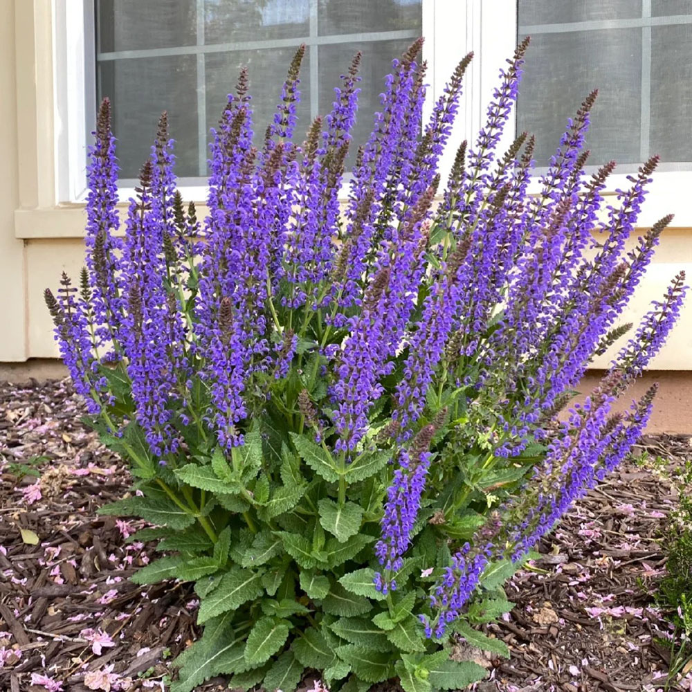 300 Sage Seeds - Fresh Viable Herb Seeds, Ideal for Home Gardening & Culinary Use