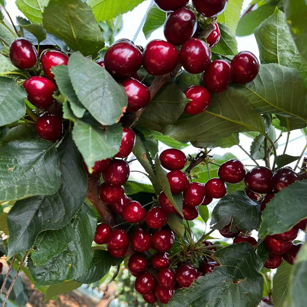 150 Cherry Seeds - Top-Grade for Orchard Planning, Consistent Germination