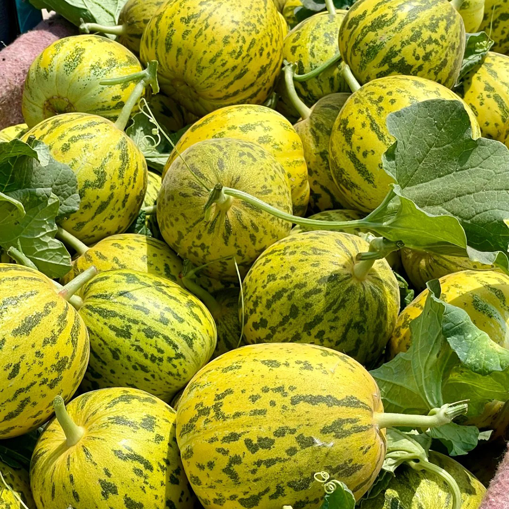 200 Melon Seeds - High-Quality Vegetable Seeds, Perfect for Small-Scale Growing Projects