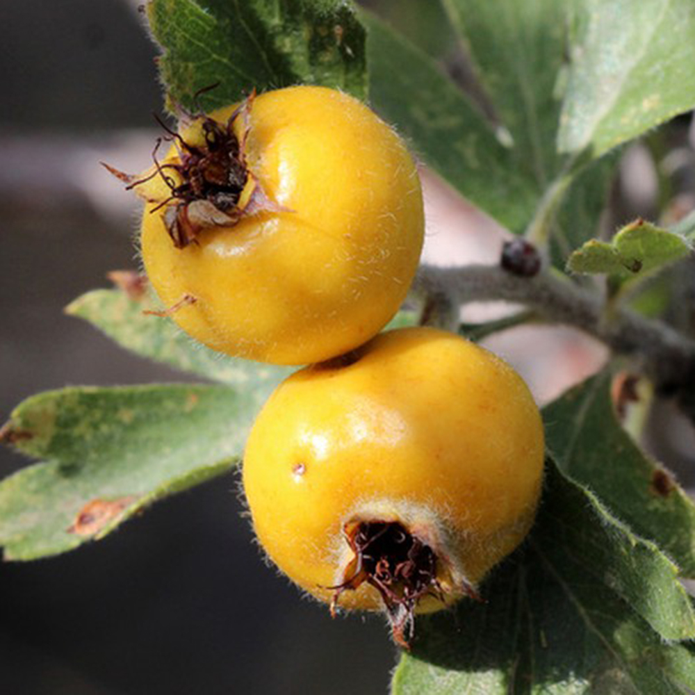 200 Hawthorn Seeds - Reliable Germination, Suitable for Garden & Outdoor Use