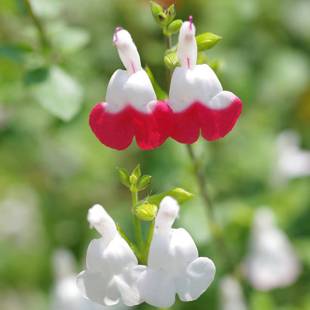 400 Sage Seeds - Top-Grade for Gardeners, Perfect for Indoor & Outdoor Herb Cultivation