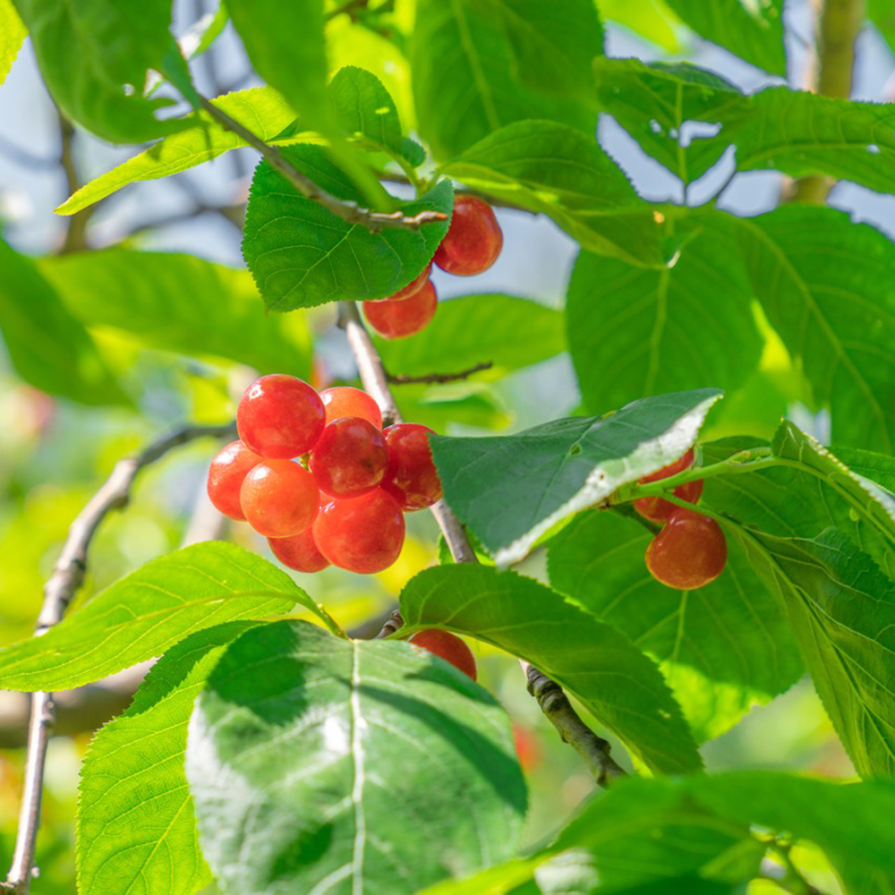 30 Cherry Seeds - Top-Grade for Gardeners, Easy to Plant & Cultivate