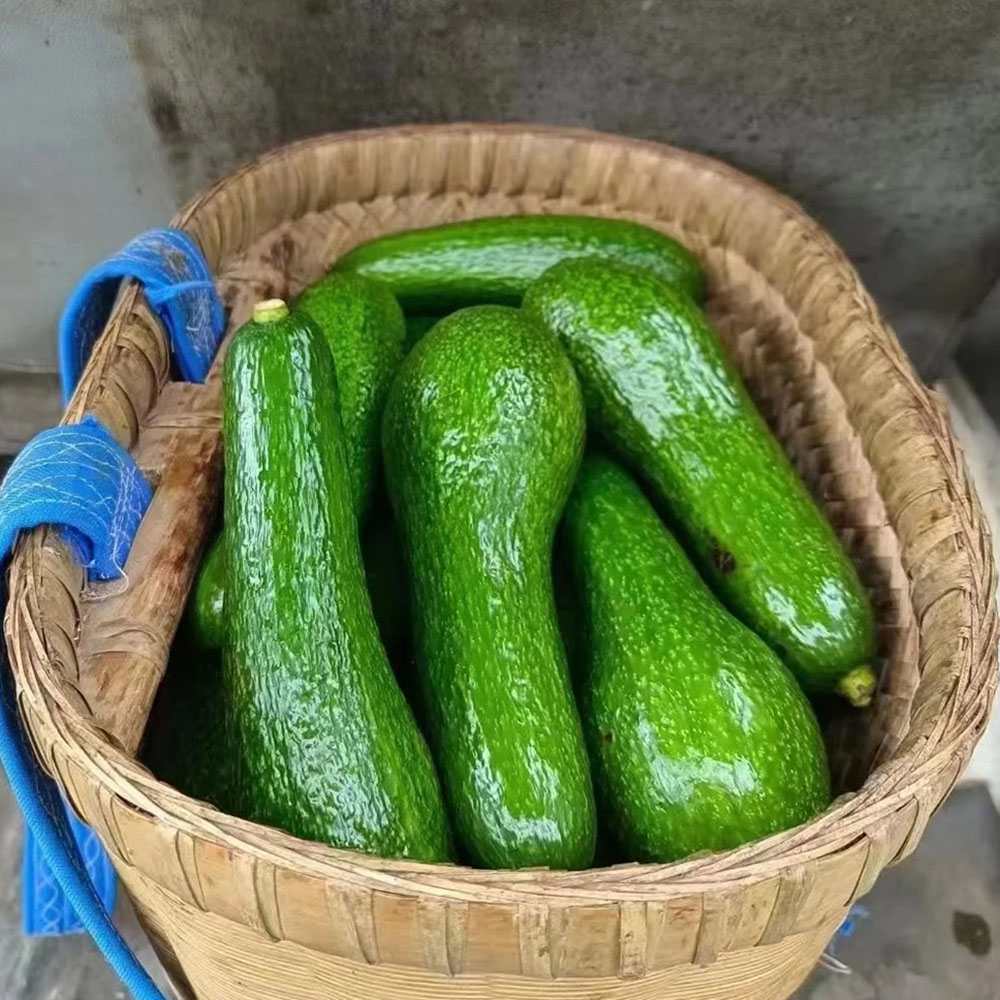 60 Avocado Seeds - Premium Seeds for Garden Enthusiasts, Great for Tree Projects