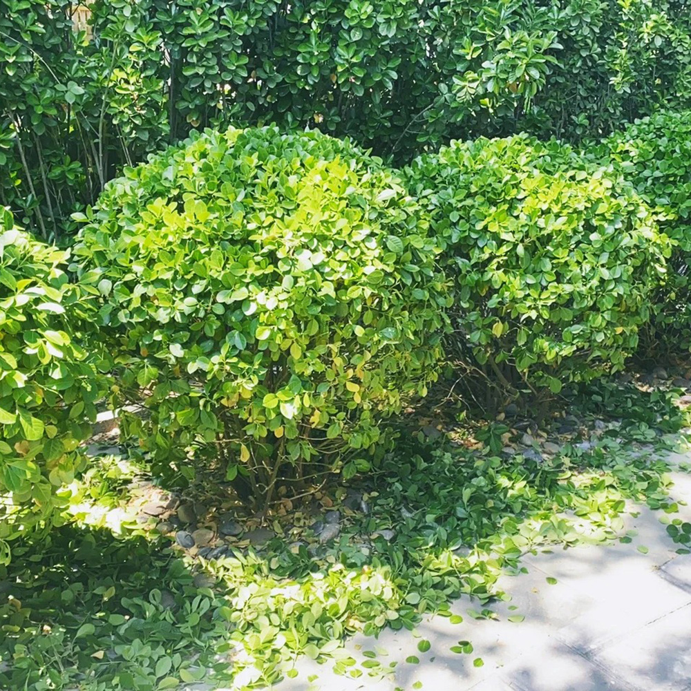 200 Boxwood Seeds for Planting - Create Beautiful Garden Hedges