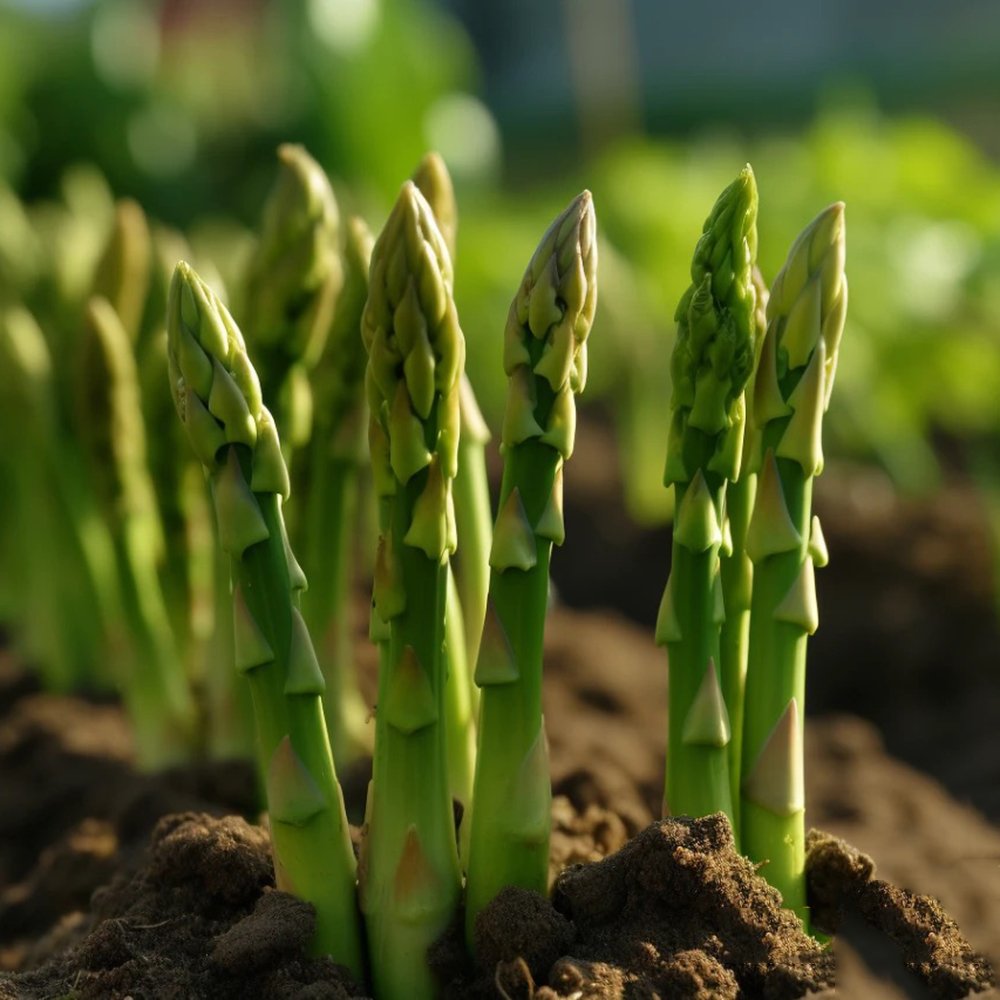 200 Asparagus Seeds - Top-Grade for Gardeners, Perfect for Backyard Growing