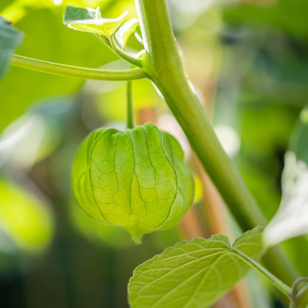 Dwarf Groundcherry Seeds for Home Gardens - Hardy, Abundant Harvest, 35+ Seeds!