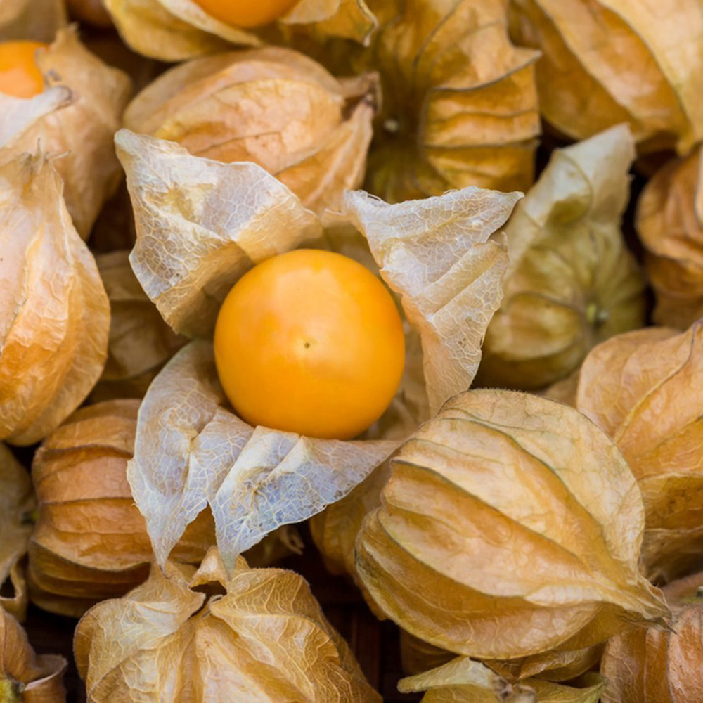 Premium Golden Groundcherry Seeds - Sweet Exotic Fruit, Easy Grow,100 Count!