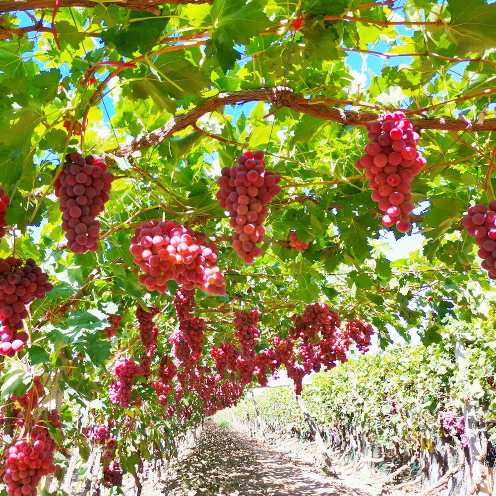 400 Grape Seeds - Top-Grade for Orchard Planning, Consistent Germination