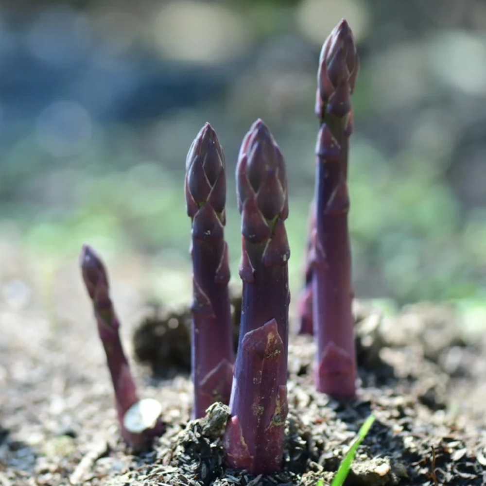 400 Asparagus Seeds - Fresh, Viable Seeds for Home Vegetable Gardens & Cultivation