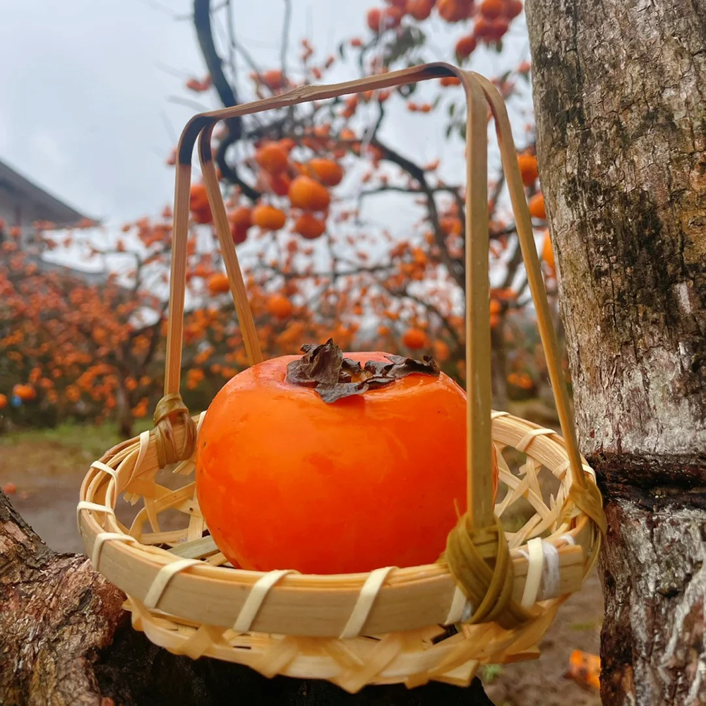 50 Persimmon Seeds - Fresh Viable Seeds, Ideal for Backyard Orchards & Fruit Growing