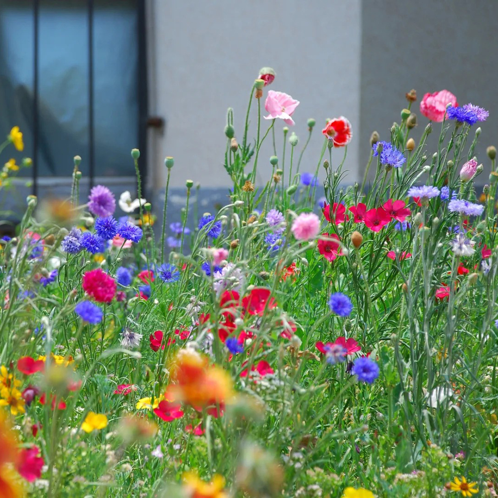 800 Wildflower Seeds - Top-Grade Blend, Perfect for Meadow Gardens & Outdoor Spaces