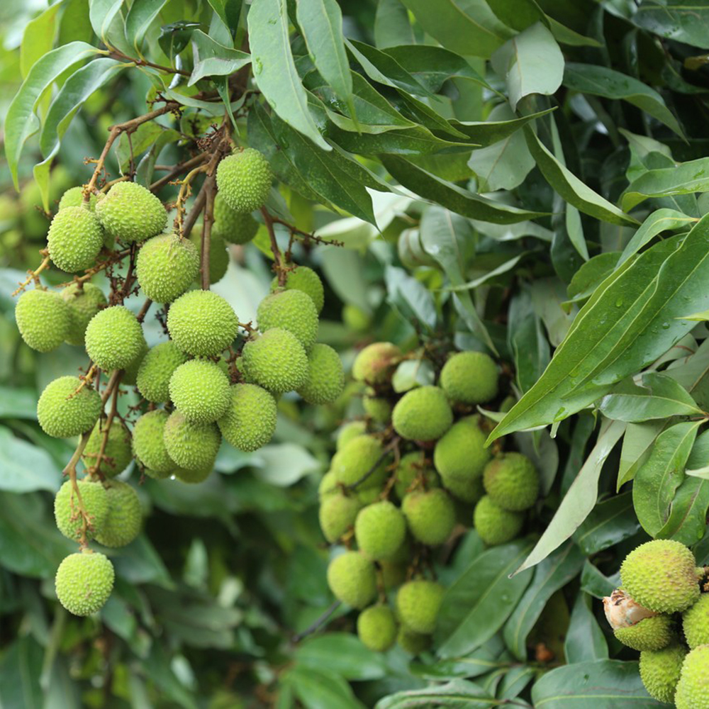 30 Lychee Seeds - High-Quality for Growing Lychee Trees, Great for Garden Enthusiasts