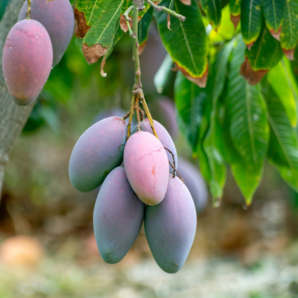 20 Mango Seeds - High-Germination Fruit Seeds, Suitable for Orchard & Garden Use