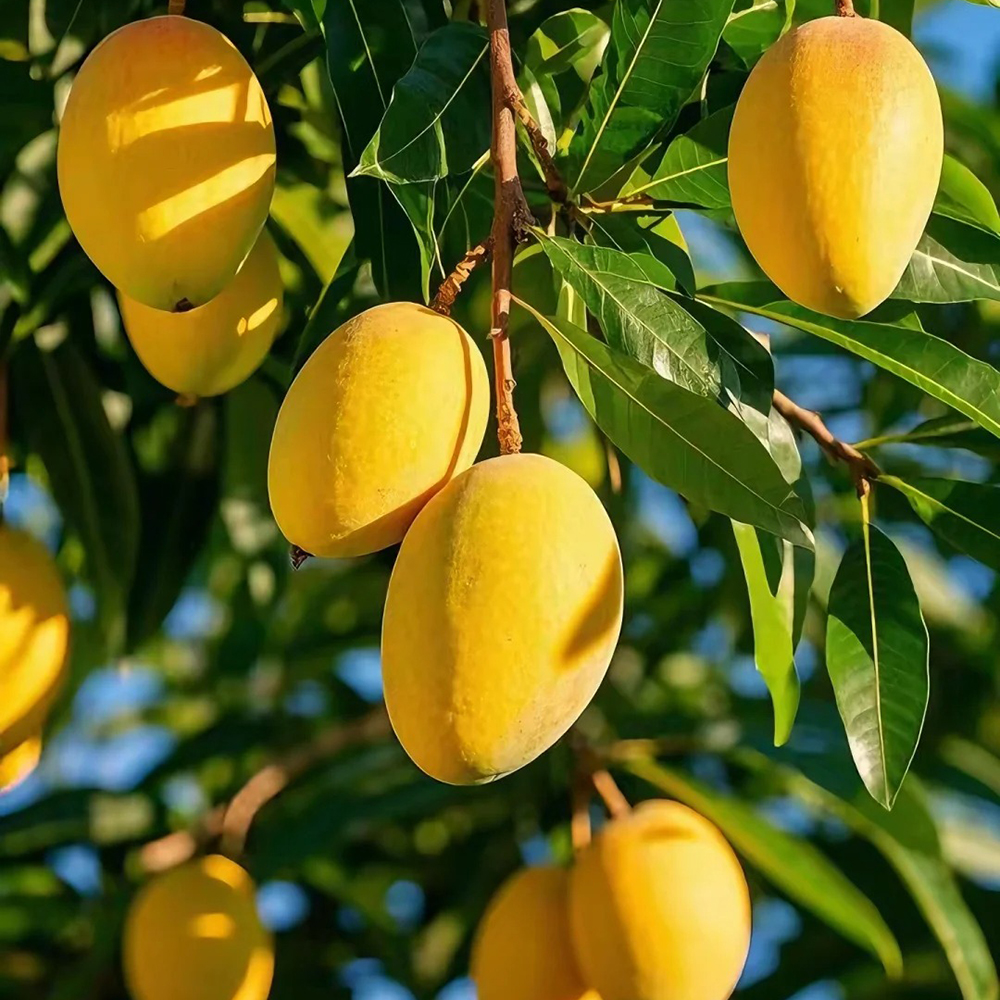 8 Mango Seeds - Suitable for Home Gardens, Reliable Germination for Growers