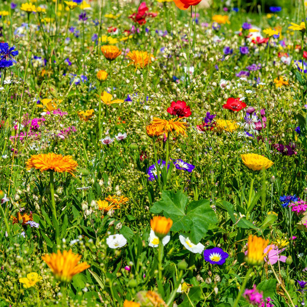 500 Wildflower Seeds - Premium Mix for Gardens, High Germination & Pollinator-Friendly