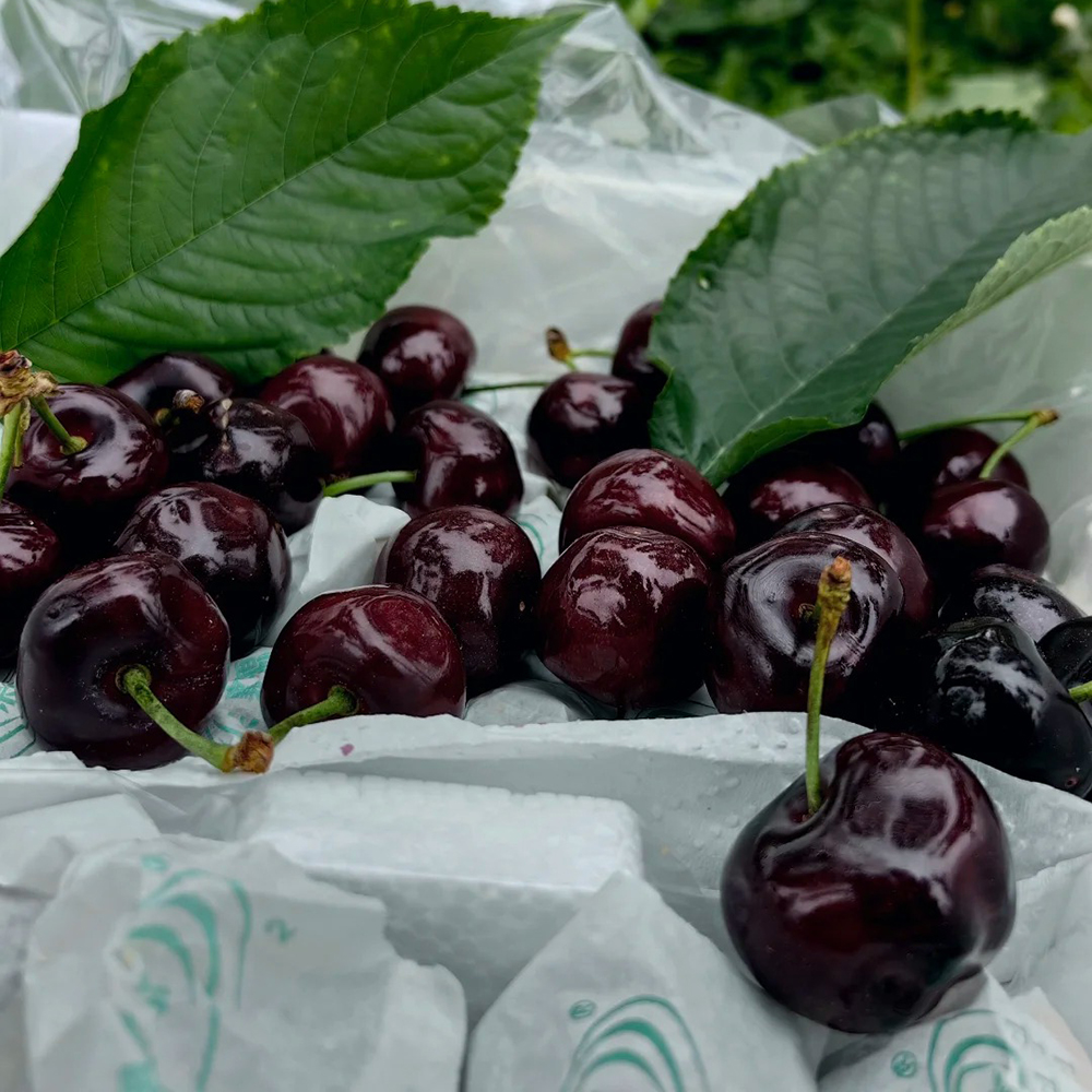 80 Cherry Seeds - Premium Seeds for Garden Enthusiasts, Great for Tree Cultivation