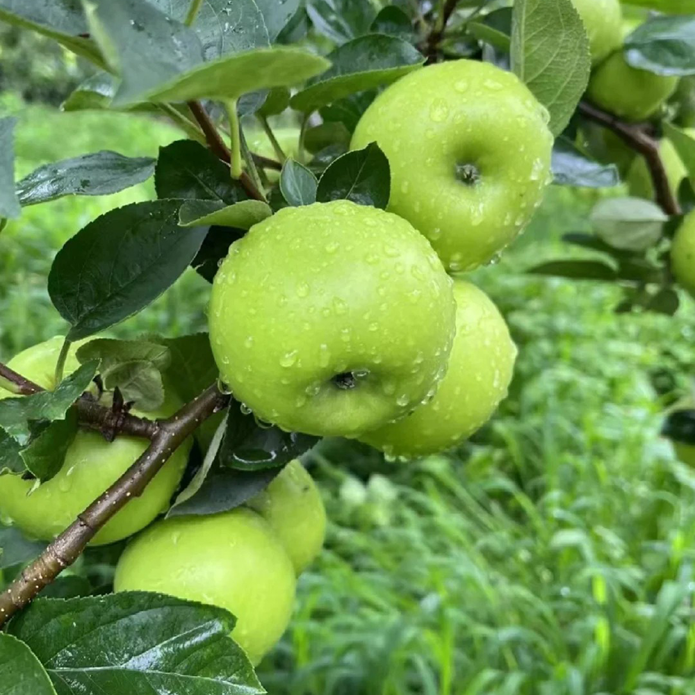 30 Apple Seeds - Fresh Viable Seeds, Ideal for Backyard Gardening & Fruit Growing