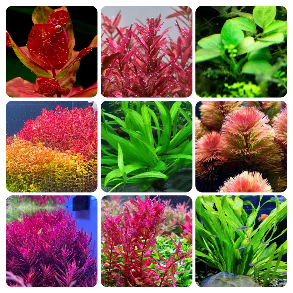300 Aquatic Plant Seeds - Premium Quality for Aquariums, High Germination, Ideal for Freshwater Tanks & Aquascaping