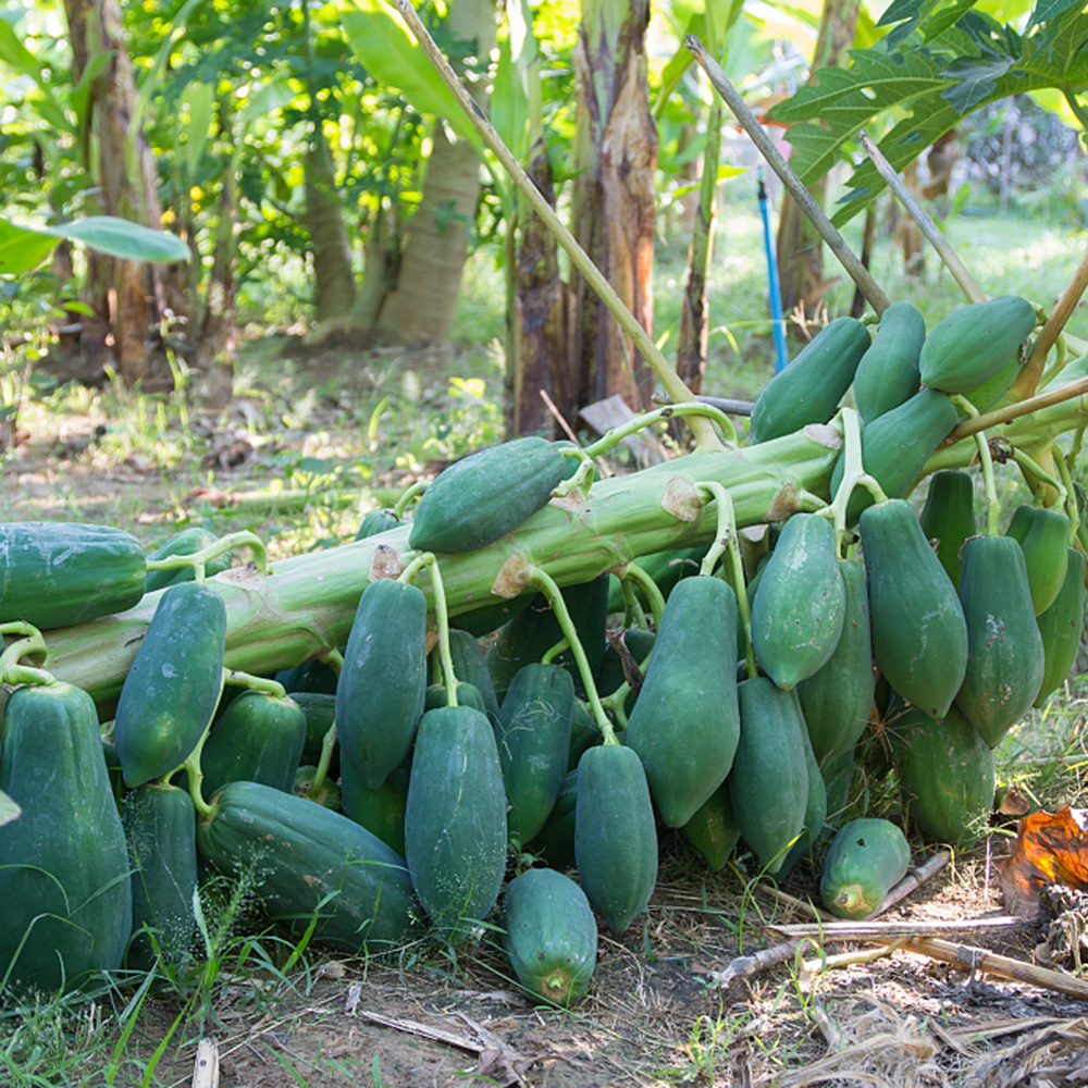 40 Papaya Seeds - Suitable for Home Orchards, Reliable Germination