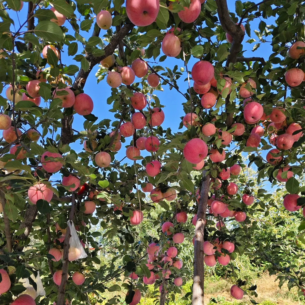 20 Apple Seeds - Premium Quality for Home Orchards, High Germination Rate