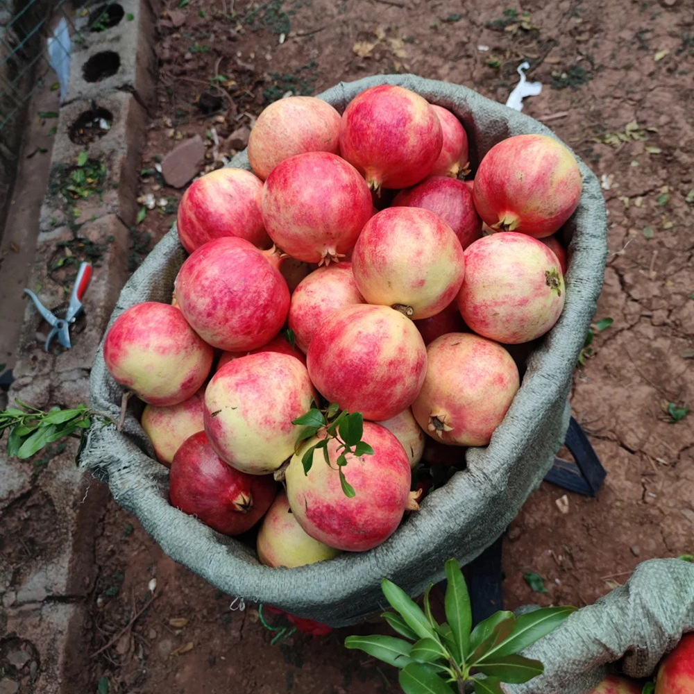 80 Pomegranate Seeds - Fresh Viable Seeds, Ideal for Backyard Orchards & Fruit Growing