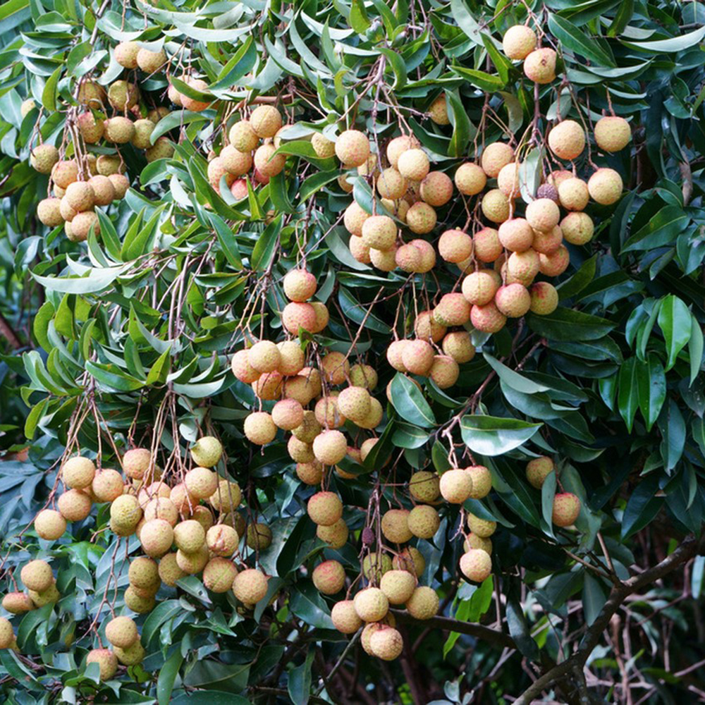 15 Lychee Seeds - Ideal for Backyard Orchards, High Viability Fruit Seeds