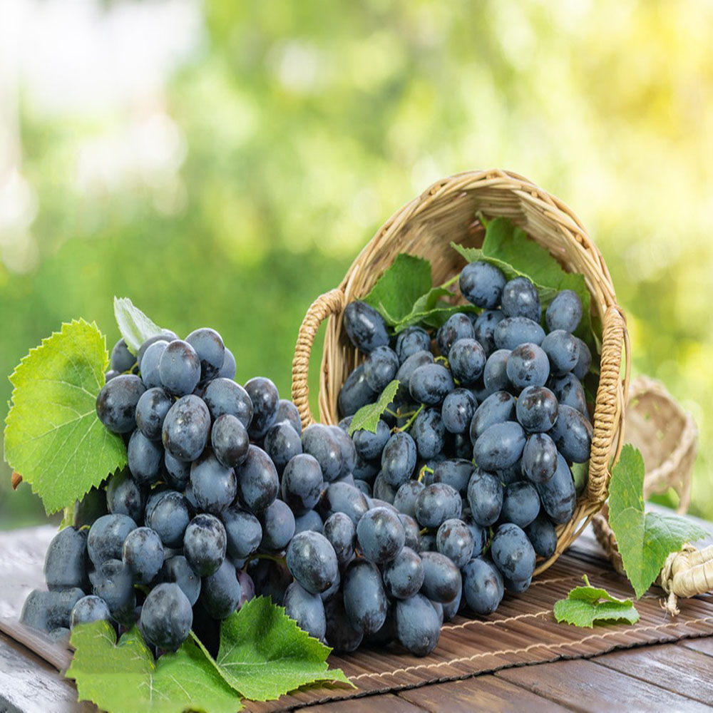 300 Grape Seeds - Premium Seeds for Garden Enthusiasts, Great for Tree Cultivation