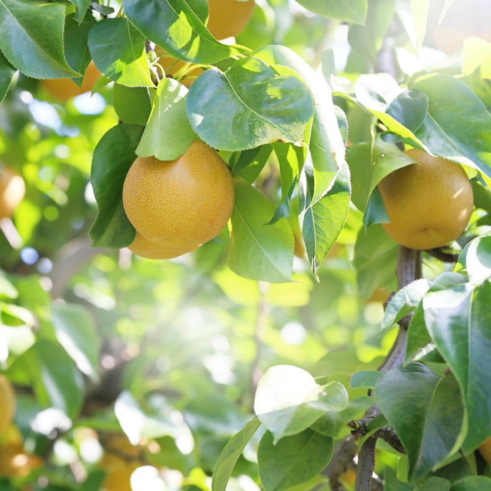 100 Pear Tree Seeds for Planting - Grow Fresh Fruit at Home