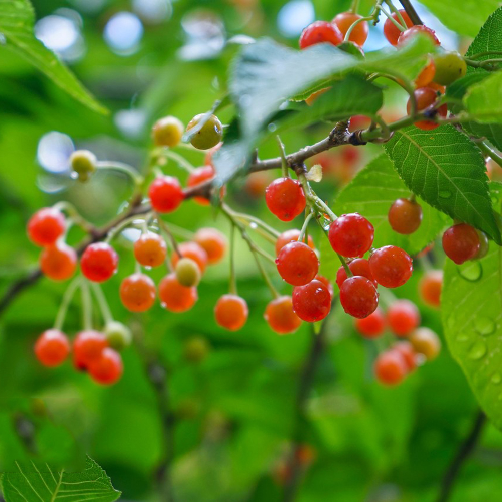 10 Cherry Seeds - Premium Quality for Home Orchards, High Germination Potential