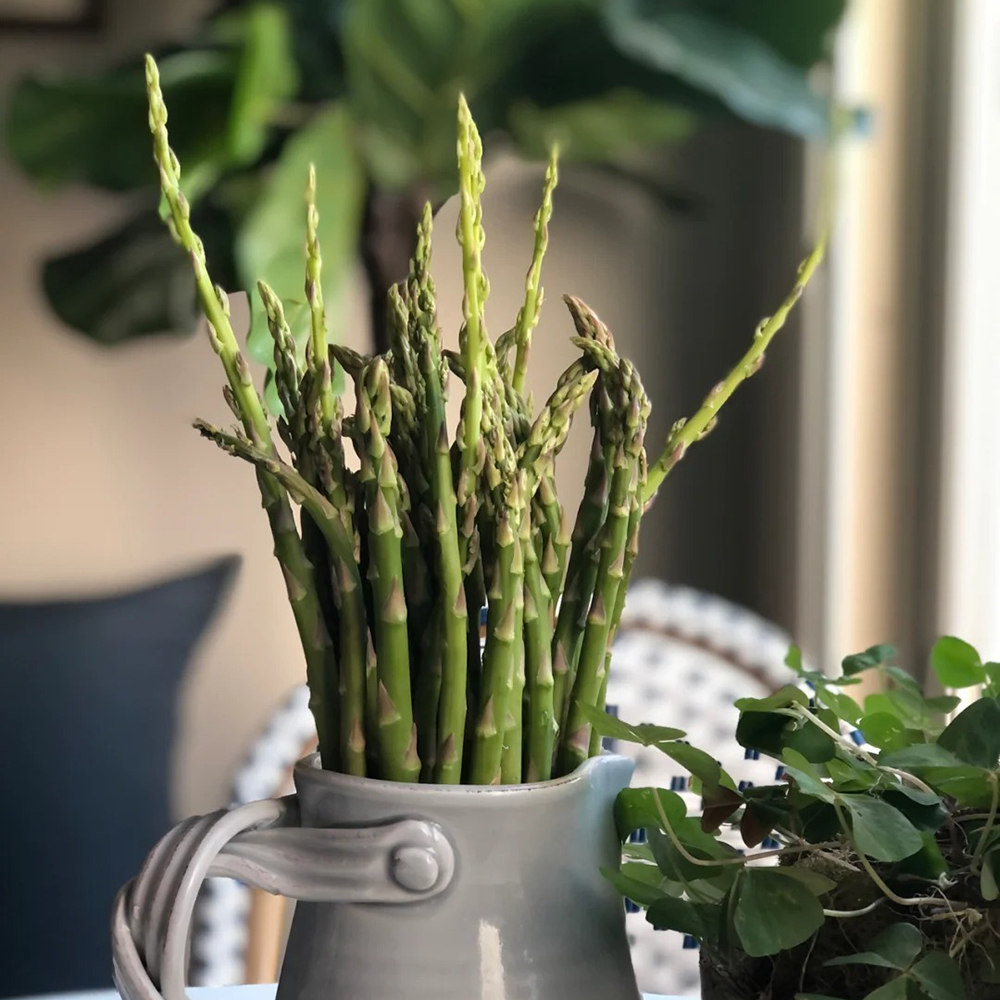 200 Asparagus Seeds - Top-Grade for Gardeners, Perfect for Backyard Growing