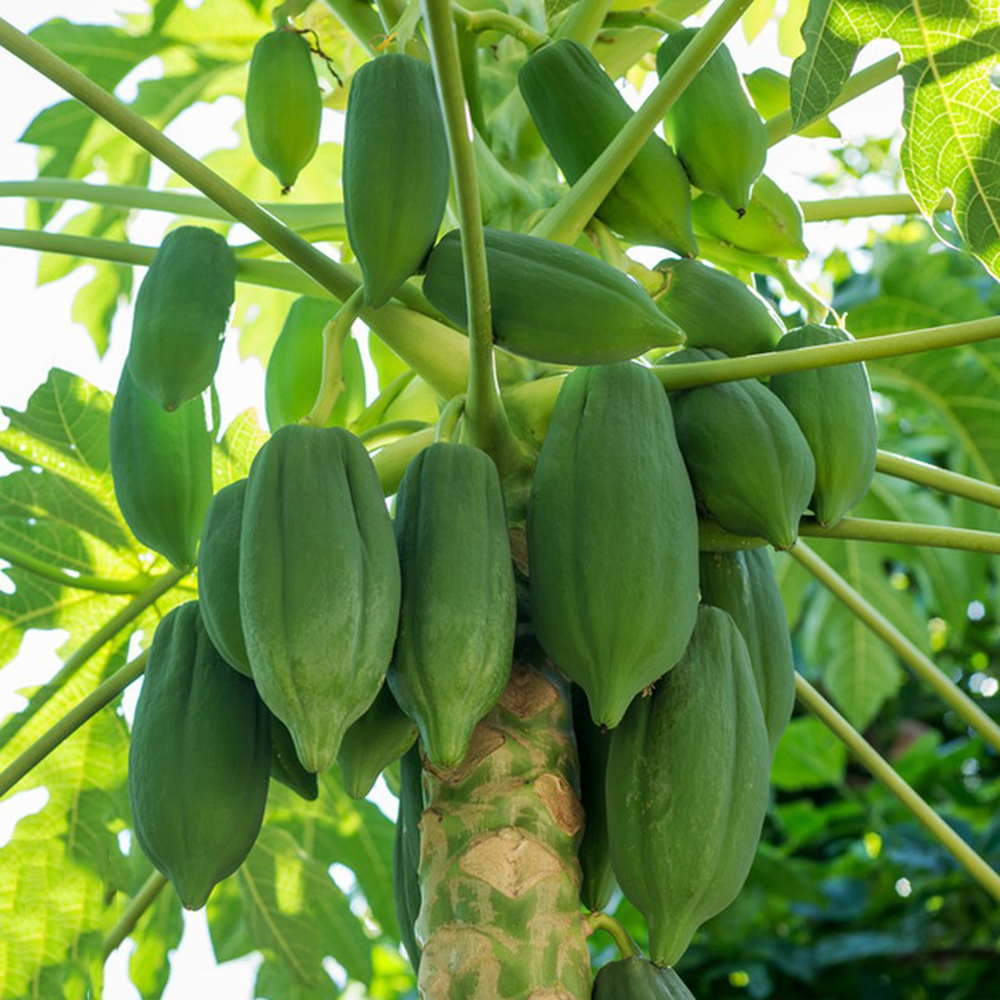 40 Papaya Seeds - Suitable for Home Orchards, Reliable Germination