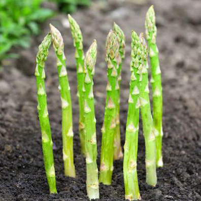 100 Asparagus Seeds - Premium Quality for Home Gardens, High Germination Rate