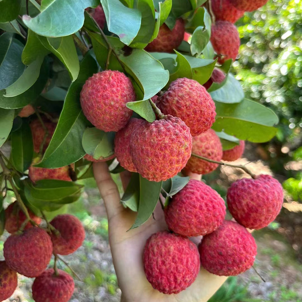 5 Lychee Seeds - Fresh, High-Germination for Home Gardening & Fruit Growing