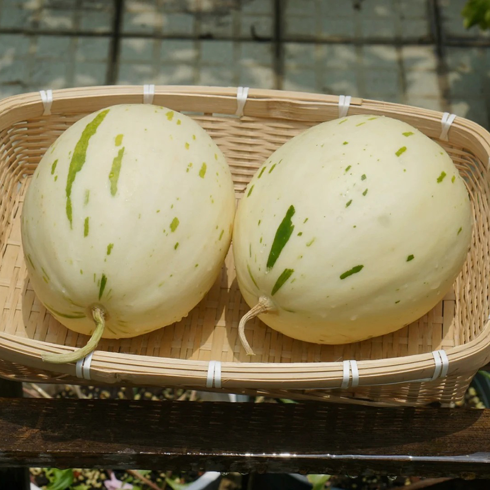 150 Melon Seeds - Top-Grade for Gardeners, Suitable for Outdoor & Greenhouse Planting