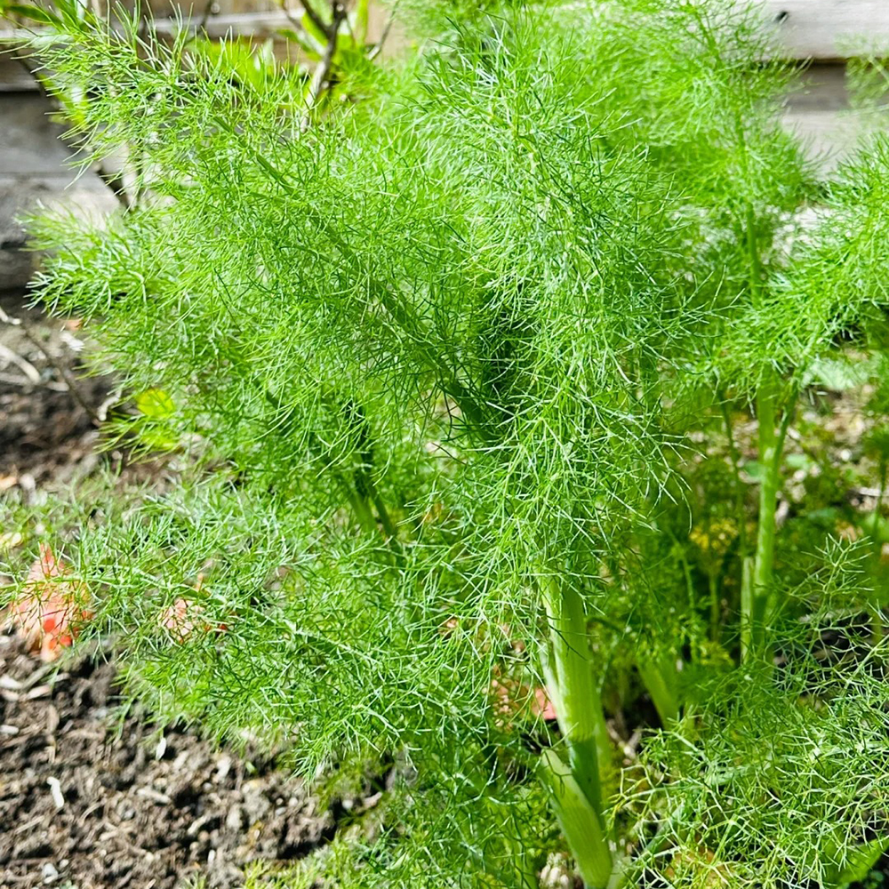 Fennel Seeds, 80 Seeds Pack