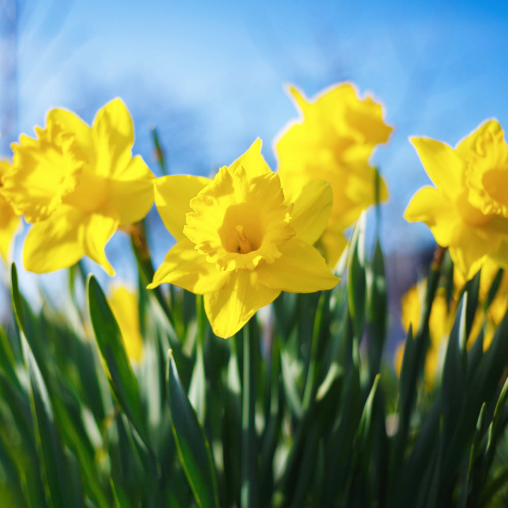 Daffodil Fragrant Mix - Long Lasting Beauty, Perennial Daffodil Flowering Bulbs | Plant in Gardens, Borders & Flowerbeds (8Pack)