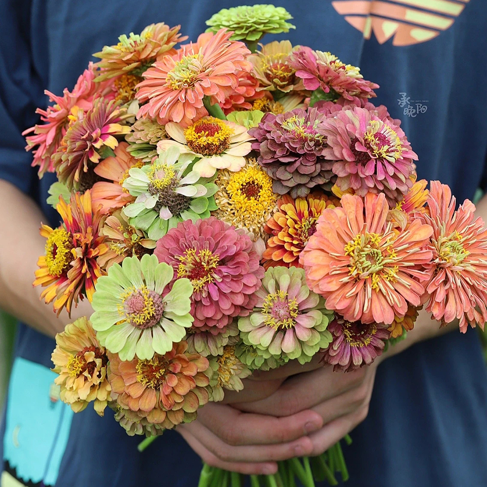Zinnia Seeds - 300 Pcs Annual Blend of Hardy Compact Mixed Color Ball-Shaped Blooms for Planting in Outdoor Containers, Borders, Flower Beds, Cutting Gardens & Pollinator-Friendly Spaces