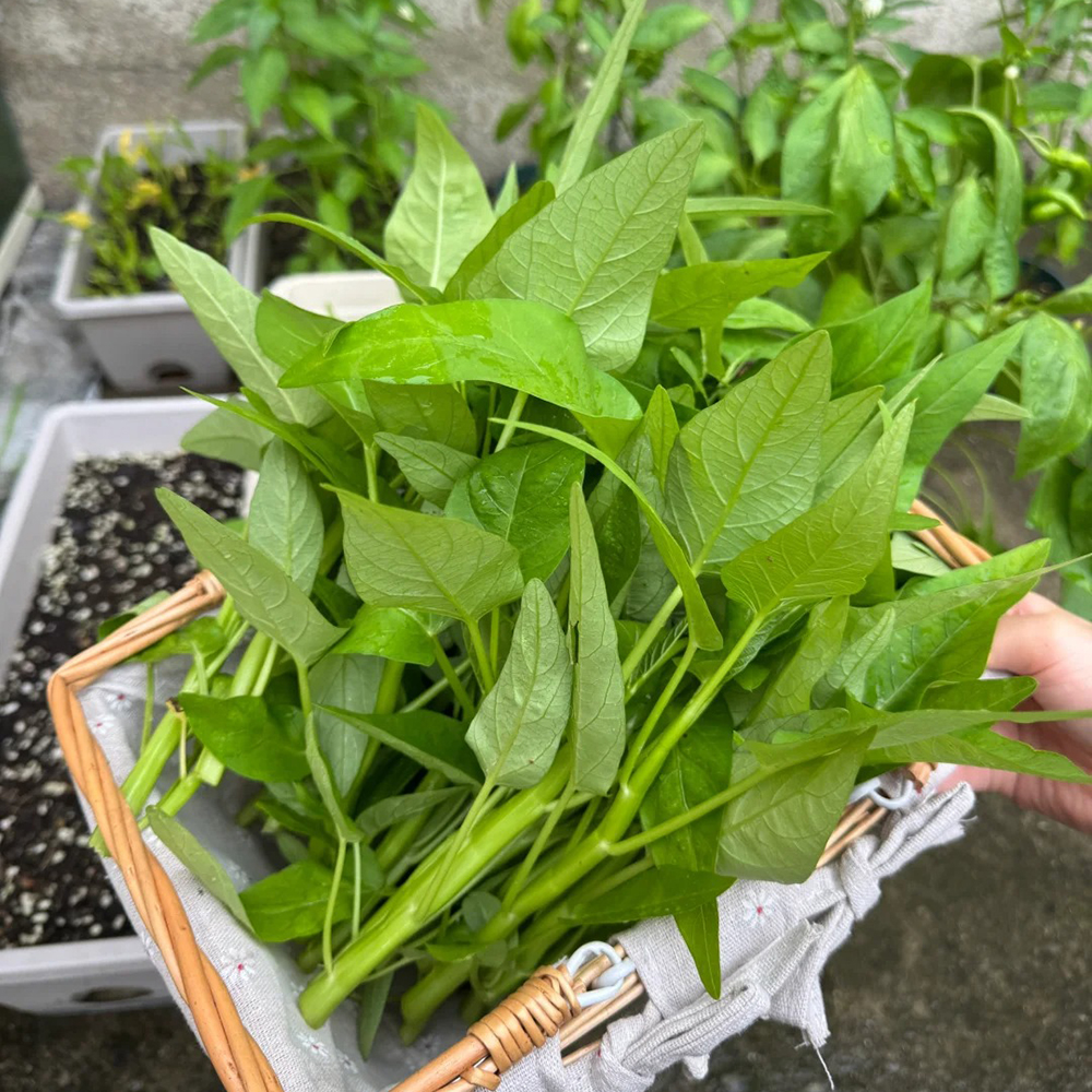 500pc Water Spinach Seeds - Organic, Non GMO，Fast-Growing Vegetable for Garden, Balcony, or Backyard – Easy to Grow & High Yield