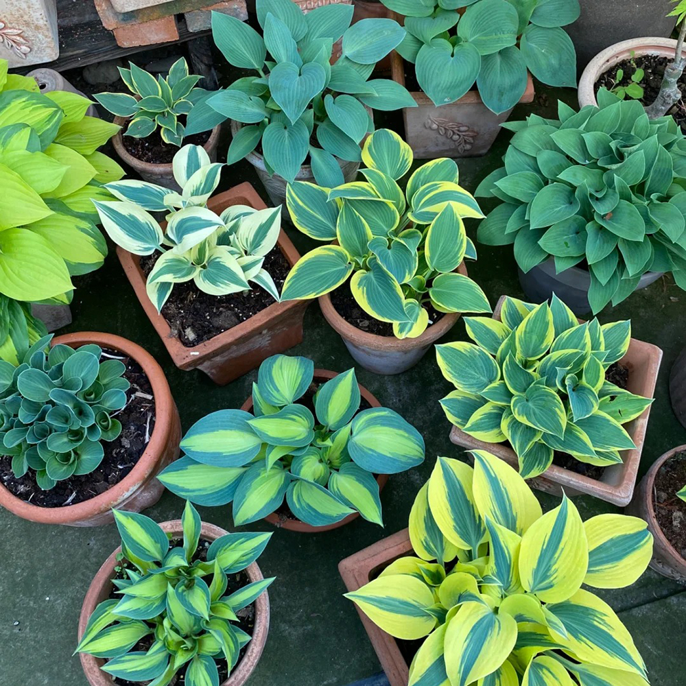 200pc Hosta Seeds for Planting -Attracts Butterflies, Hummingbirds & Pollinators, Low Maintenance，Perennial Bonsai Decoration，Shade-Tolerant for Elegant Garden Decoration