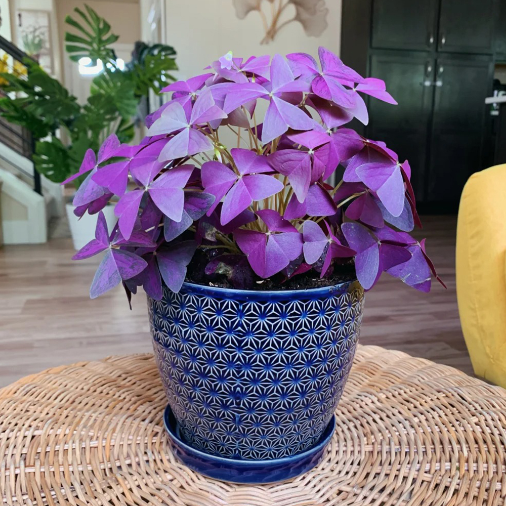 20pc Purple Shamrocks Bulbs Oxalis Bulbs riangularis Lucky Lovely Flowers Oxalis Triangularis for Pots, Indoor, Outdoor, Garden, Easy to Grow