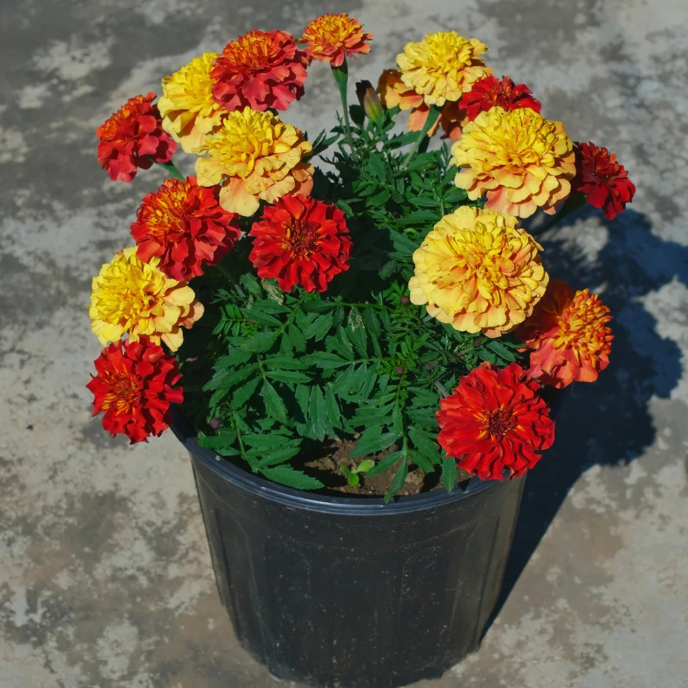 100pc Marigold Seeds-Heat & Drought Tolerant Flower Seeds for Planting, Ideal for Vibrant Pollinator Gardens, Non-GMO, Open Pollinated，Ideal for Vibrant Pollinator Gardens